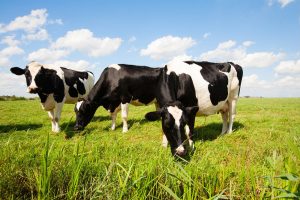 Јавни позив за подношење пријава за бесповратну испоруку до 15.000 тона меркантилног кукуруза као помоћ узгајивачима млечних крава